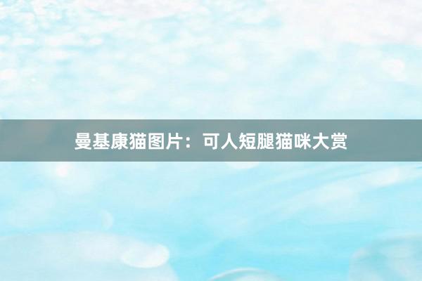 曼基康猫图片：可人短腿猫咪大赏
